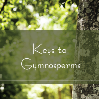 Keys to Gymnosperms TAK 241